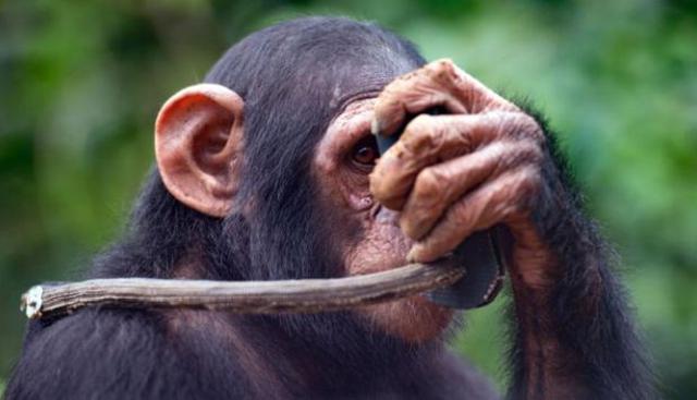La chimpancé Kimbang inspecciona su cámara (y parece que se estuviera tomando un selfie)