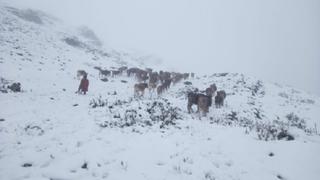 Senamhi: ¿cuáles son las 11 regiones que soportarán nieve y granizo para el fin de semana?