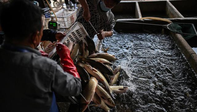 Trabajadores con máscaras faciales descargan pescado de un camión en una tienda en el mercado Wuhan Baishazhou en Hubei, China. (Héctor RETAMAL / AFP).