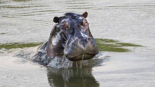 Colombia convoca expertos para definir qué hacer con los hipopótamos de Pablo Escobar