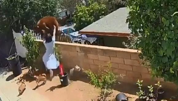 Hailey Morinico, una adolescente de 17 años, logró ahuyentar a una osa tras empujarla con sus propias manos cuando el animal, trepado en el muro de su patio trasero en el sur de California, atacaba a sus perros. (Citlally Morinico).