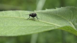 [BBC] ¿Por qué es tan difícil matar una mosca?