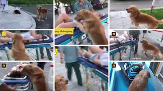 YouTube: perro se niega a abandonar a su dueña que se desmayó en plena calle | VIDEO | FOTOS