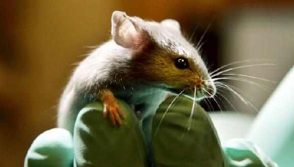 Científicos logran que ratón resista la adicción a la cocaína