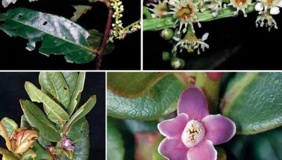 Hallan 30 nuevas especies de flora en Parque Nacional del Manu