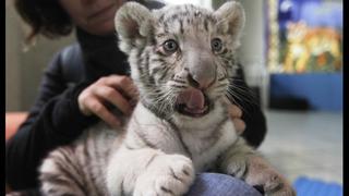 FOTOS: la pequeña tigresa blanca nacida en el Zoológico de Huachipa