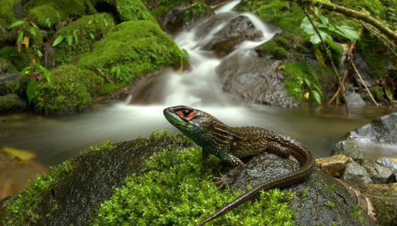 Manu: encuentran nueva especie de lagartija en zona reservada