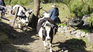 Minagri implementa acciones para reactivar ganadería y beneficiar a 1.75 millones de productores