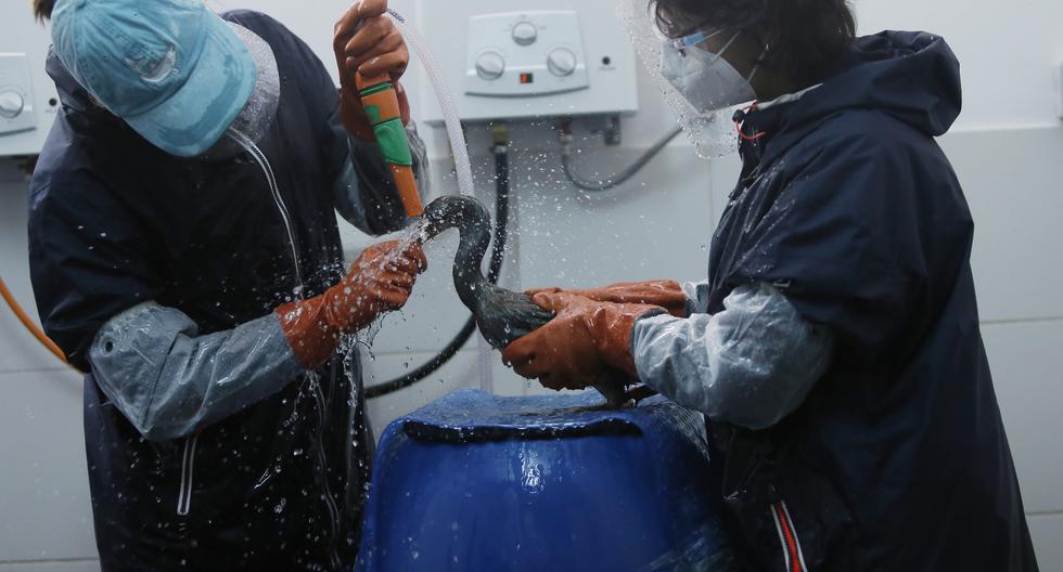 Cuando los animales llegan con crudo en el cuerpo, primero deben estabilizarse para luego pasar por el baño ya que es un proceso bastante invasivo. (Foto: Jorge Cerdán)