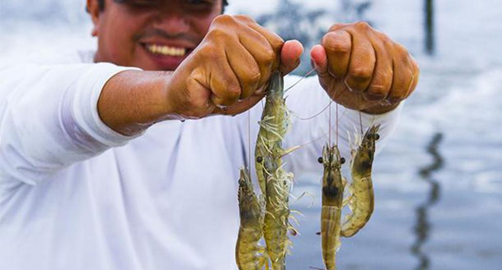 Perú. Cajamarca conformará alianzas para innovar en pesca y acuicultura.(Foto: Agencia Andina)