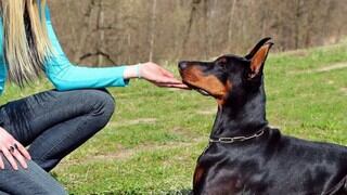 Mujer perdió las manos y piernas tras haber sido lamida por su perro 