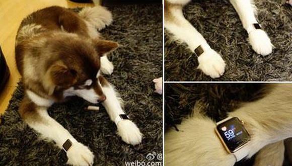 Hijo de magnate chino le compró 2 Apple Watch de oro a su perro