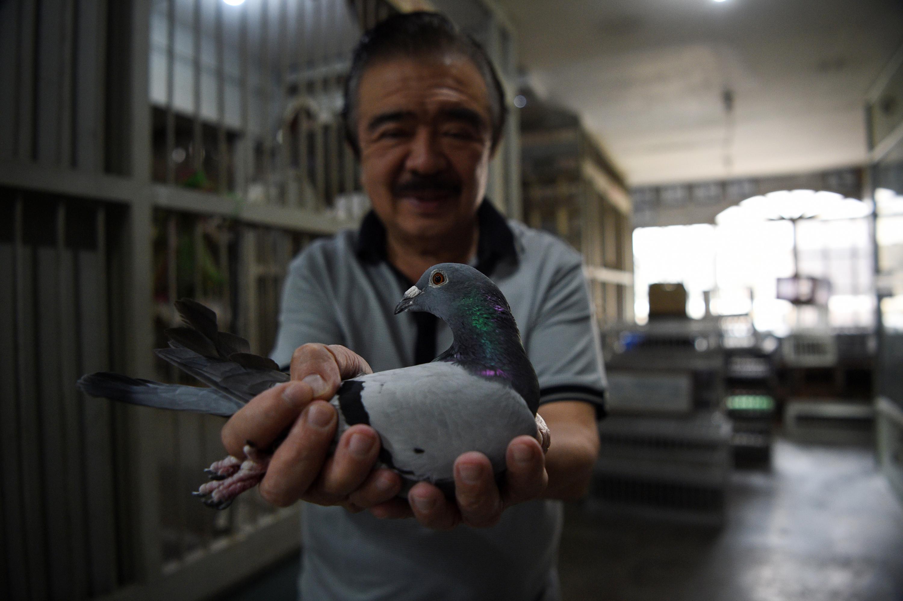 La mortal odisea del concurso de palomas mensajeras en Filipinas. Foto: AFP