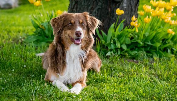 “Para escoger un antiparasitario adecuado debemos tener en cuenta el peso del perro, la condición de salud y la edad de la mascota”, explica Saúl Arciniega de Agrovet.