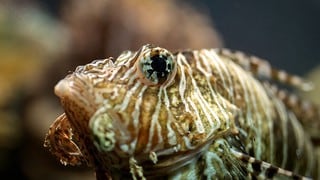 Descubren un mecanismo en peces para poder ver en profundidades del océano