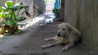 No, no existe un motivo válido para abandonar a tu mascota