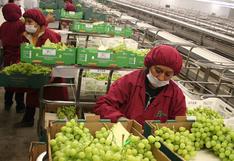 Perú es el 5to exportador de uva en el mundo y el segundo provedor en USA