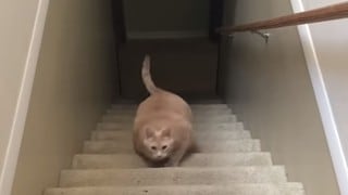 Gato demuestra que se 'ejercita' subiendo las escaleras de su casa
