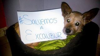 #SalvemosaExcalibur: la campaña multitudinaria que no sirvió