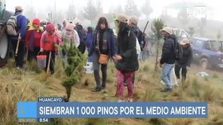 Huancayo: pobladores sembraron mil pinos para combatir el efecto invernadero 