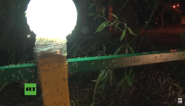 Un video muestra cómo una espectacular plaga de mosquitos invade un balneario de Rusia. (YouTube | RT en Español)