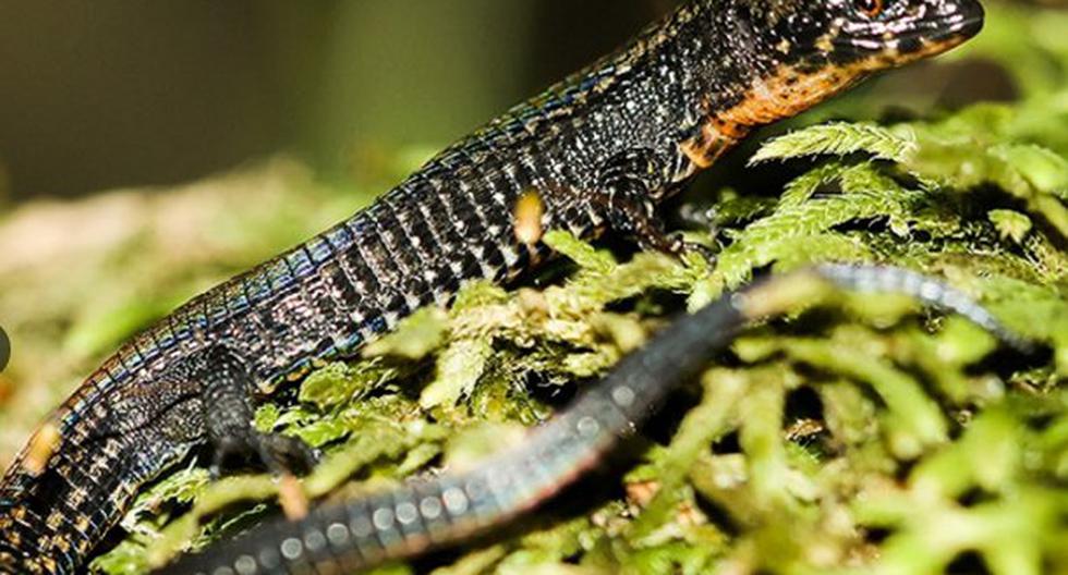 Esta nueva especie de lagartija fue descubierta en el Santuario Histórico de Machu Picchu. (Foto: Andina)