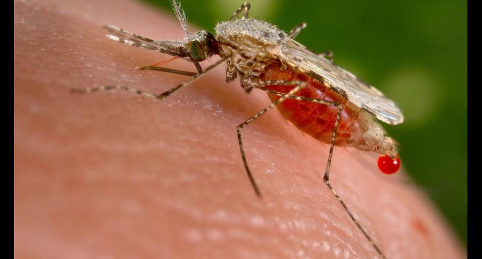 Mosquito transmisor de la malaria. (Foto: Wikimedia)