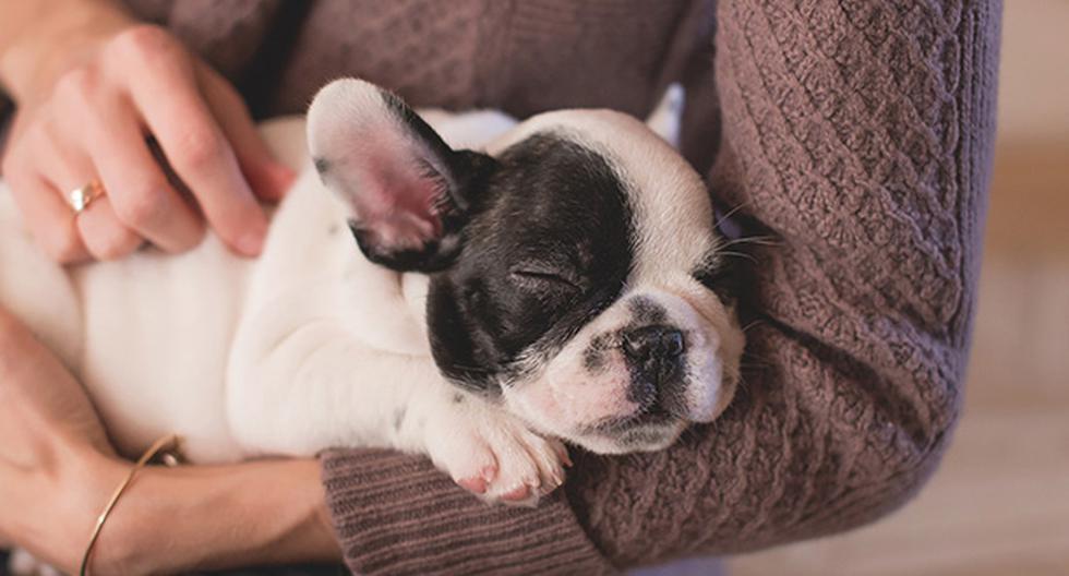 Consejos para que tu cachorro duerma sin problemas por la noche. (Foto: Pixabay)
