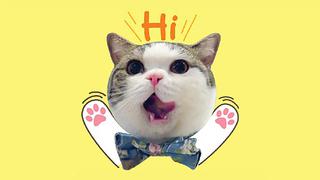 Gatos adoptados protagonizan colección de stickers de Facebook