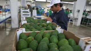 Exportaciones de frutas y hortalizas crecen 6% hasta julio: ¿cuáles fueron los principales destinos?