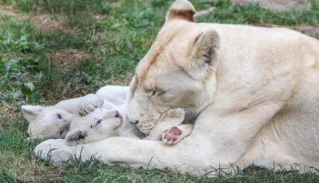 White lioness Tia plays with her 11 weeks old cubs in their enclosure at a private zoo in Dvorec village, Czech Republic, on July 18, 2017.   The animals, four females and a male, were born on 04 May 2017. Quintuplets of white lions are extremely rare in one litter because usually it is not more than four. According to zoo's director Viktor Ambroz, they are the first white lion cubs in history of Czech and Slovak zoos. / AFP / Michal Cizek
