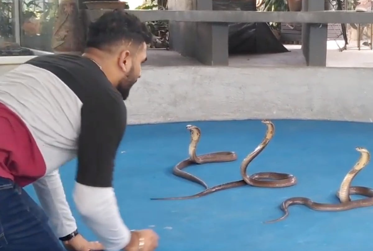 Hombre realiza espectacular show con serpientes y turistas quedan boquiabierto con su gran habilidad para domarlas. (FOTO: Captura YouTube)