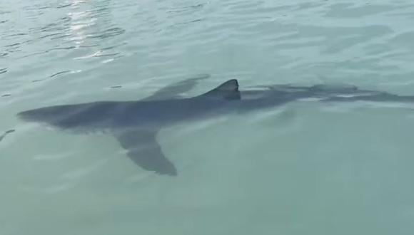 “Un tiburón azul de dos metros advertido recientemente cerca de las orillas de las playas de La Punta sumó una angustia más a los veraneantes de un país que nunca se ha curado del susto”. (Captura: Facebook).