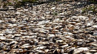 Paraguay: Aparecen miles de peces muertos en un río