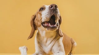 ¿Cómo calcular la edad de un perro tan solo viendo sus dientes?