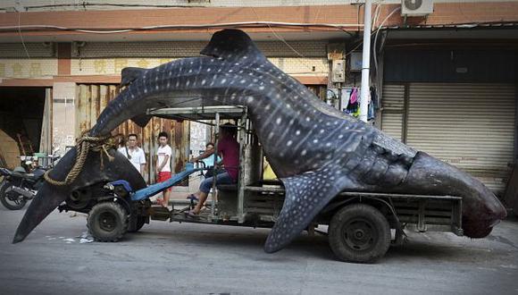 Chino transporta gigantesco tiburón ballena en un camión