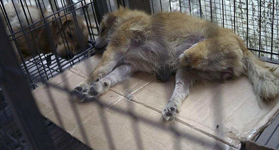 La ciudad china de Yulin inicia su controvertida carnicería de perros. (Foto: Getty Images)