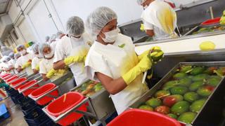 Exportaciones de mango sumaron US$204,1 millones en campaña 2019-2020, según Fresh Fruit