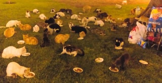 Activistas advierten que los gatos de Miraflores corren peligro - 3