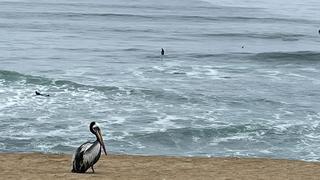 Gripe aviar: casos de aves muertas están descendiendo y ya no se cerrarían playas, reporta Minsa