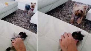 La furiosa y graciosa reacción de un perro al ver que su dueña acaricia a un peluche