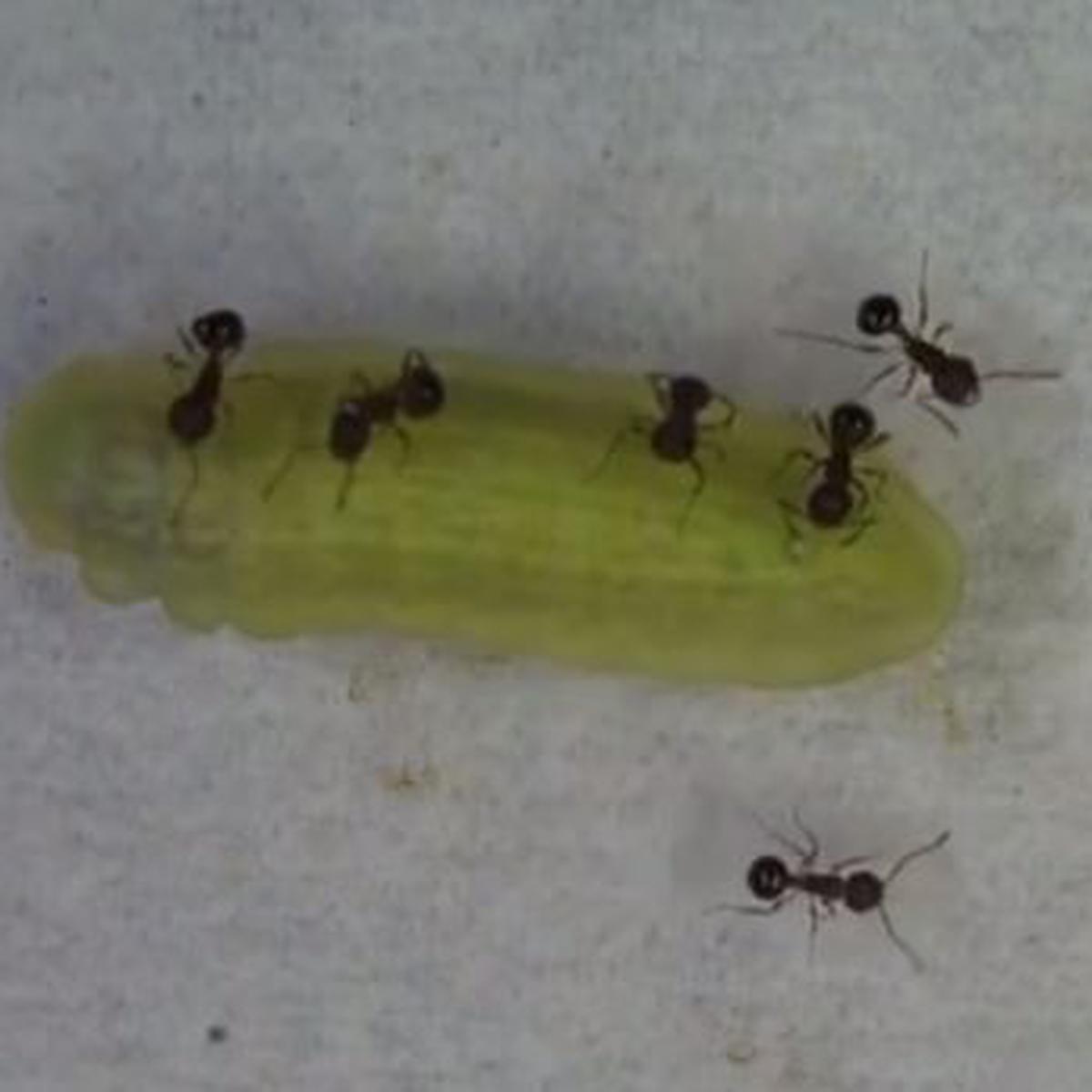 Descubren cómo las hormigas pueden tener hasta una docena de