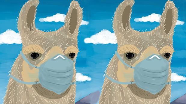 Los anticuerpos de llama pueden ser la base para el desarrollo de herramientas terapéuticas útiles contra el coronavirus. (Ilustración: Giovanni Tazza)
