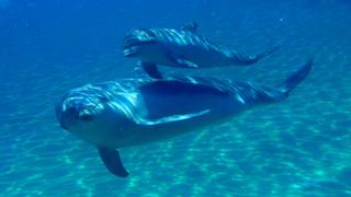 Cómo el ruido de los botes turísticos desorienta a los delfines