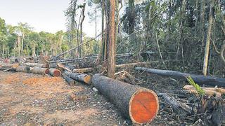 Madera: Cómo revertir la inactividad de concesiones forestales