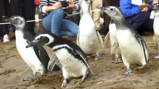 YouTube: Liberan al mar a 9 pingüinos magallánicos en Argentina [VIDEO]