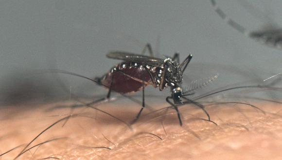 El dengue, una enfermedad transmitida por mosquitos, afecta a casi la mitad de la población mundial y actualmente no hay fármacos ni vacunas específicas para ella.