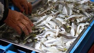 La pesca y la acuicultura podrían garantizar la seguridad alimentaria del mundo al 2050 