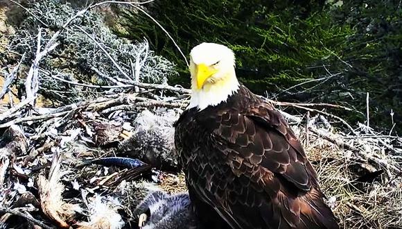 YouTube: Águila calva abandona a sus crías durante fuerte sismo en California. (Foto: Captura)