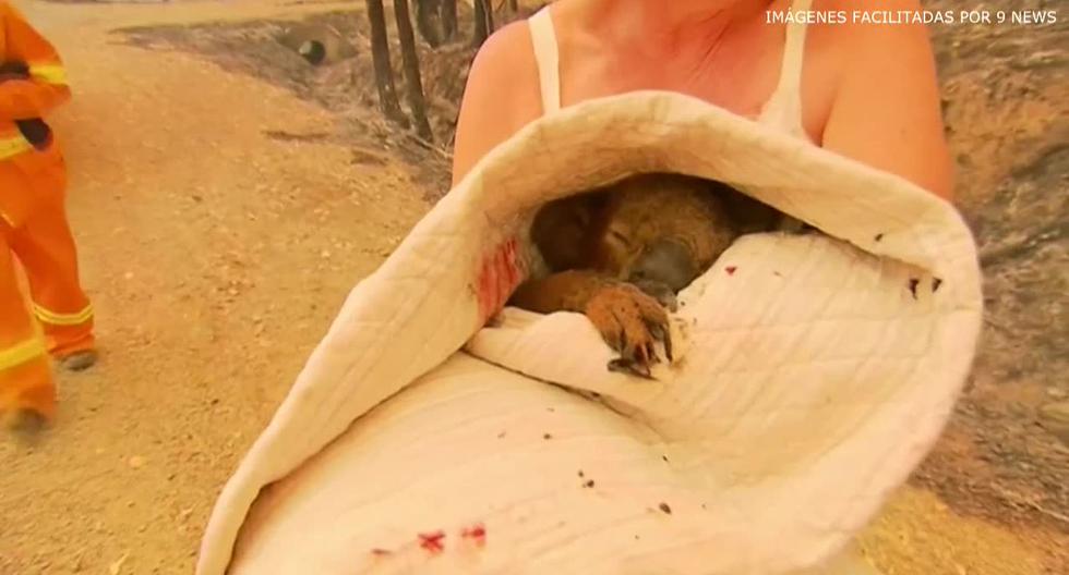 No hay cifras oficiales, pero los expertos creen que el número de koalas fallecidos durante los actuales incendios puede superar los mil. (EFE)